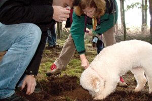 Truffle Hunters in the field