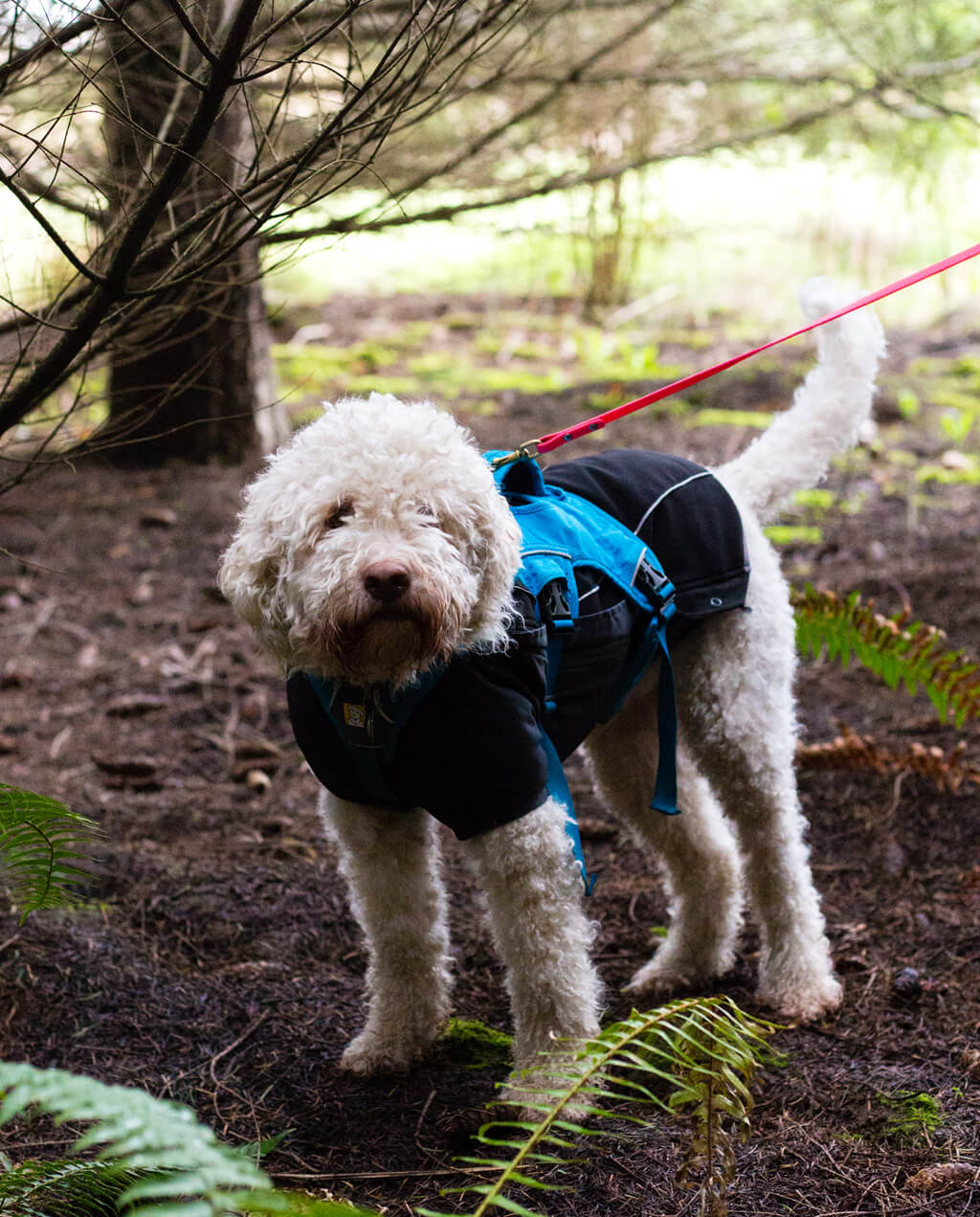 Truffle Dog