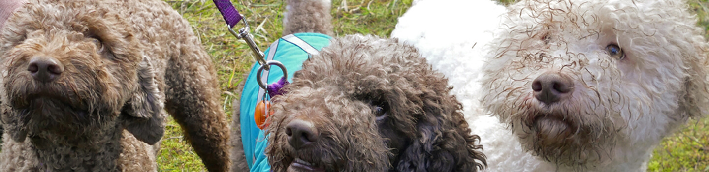 Truffle Dogs - Image by David Barajas